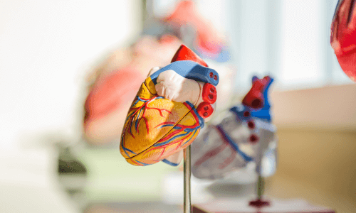 Medical anatomical heart model mounted on a post & standing on a shelf with other heart models